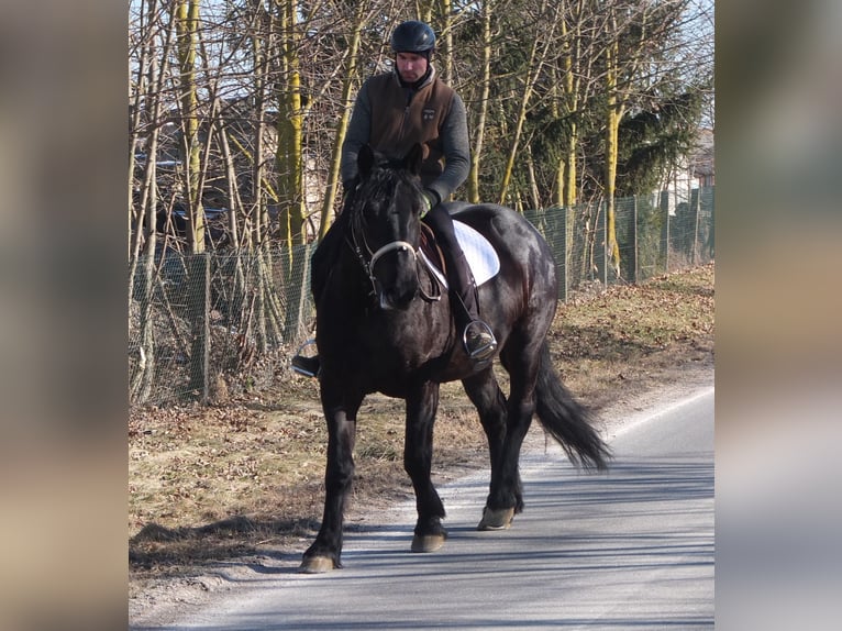 Frisones Mestizo Yegua 4 años 158 cm Negro in Buttstädt