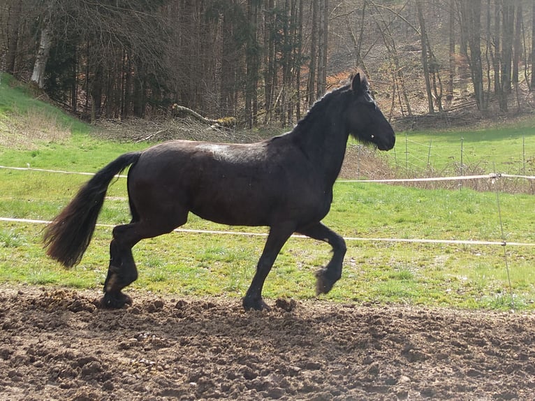 Frisones Yegua 4 años 160 cm Negro in Bad König