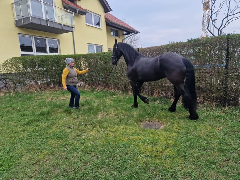 Frisones Yegua 4 años 162 cm Negro in Lorsch
