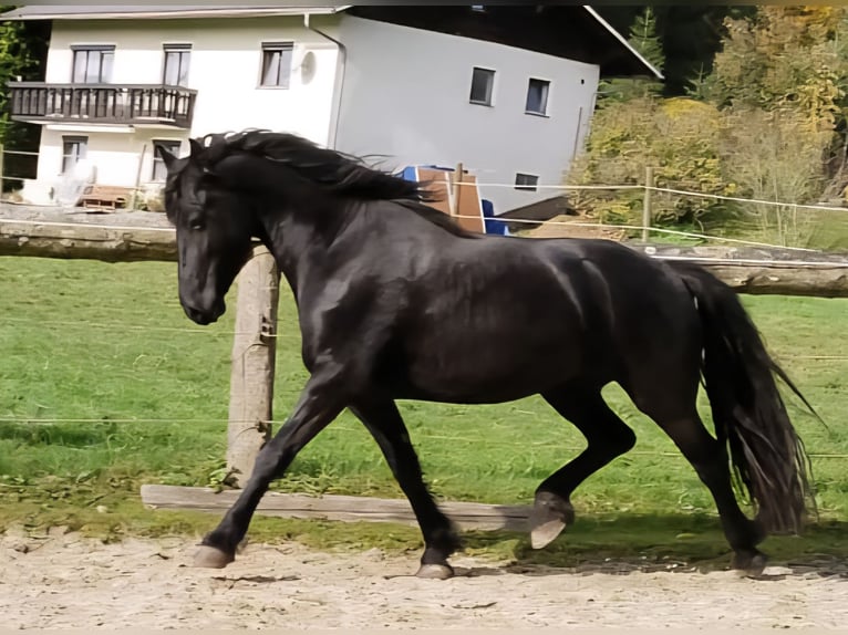 Frisones Yegua 4 años 162 cm Negro in KOPFING  im Innkreis