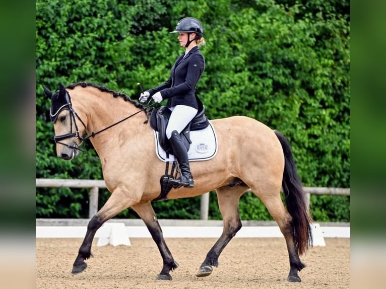 Frisones Mestizo Yegua 4 años 163 cm Buckskin/Bayo in Waakirchen