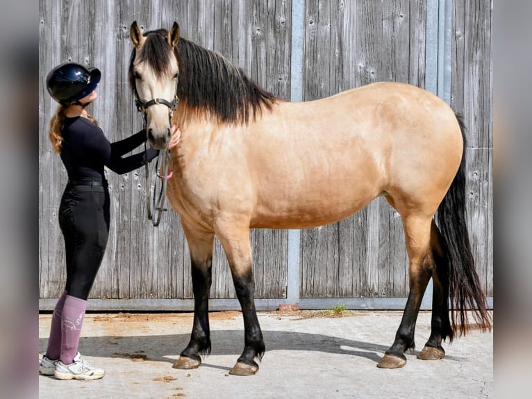 Frisones Mestizo Yegua 4 años 163 cm Buckskin/Bayo in Waakirchen