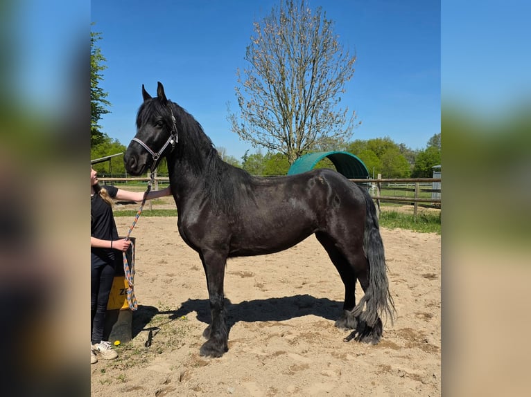 Frisones Mestizo Yegua 5 años 150 cm Negro in Linkenbach