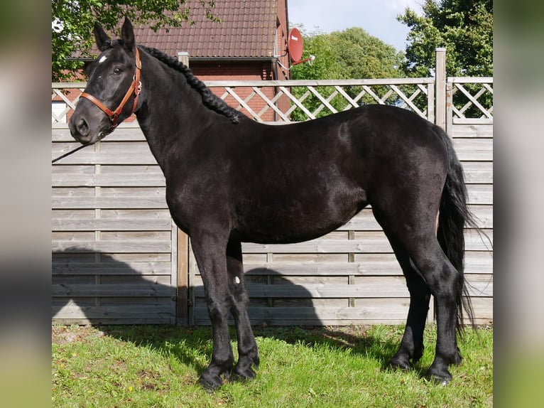 Frisones Mestizo Yegua 5 años 154 cm in Dorsten