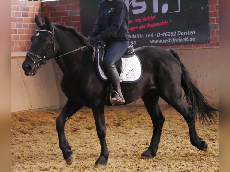 Frisones Mestizo Yegua 5 años 154 cm in Dorsten