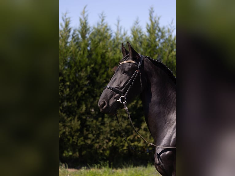 Frisones Yegua 5 años 158 cm Negro in Sliedrecht