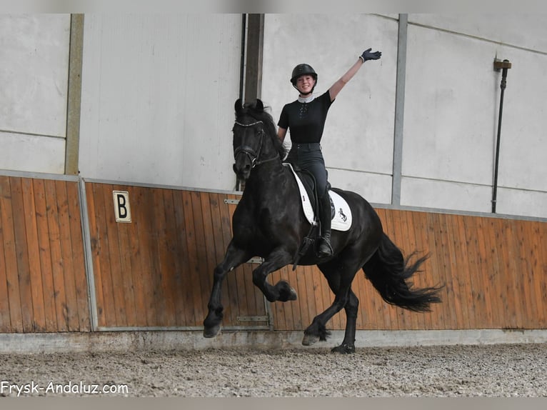 Frisones Yegua 5 años 159 cm Negro in Mijnsheerenland