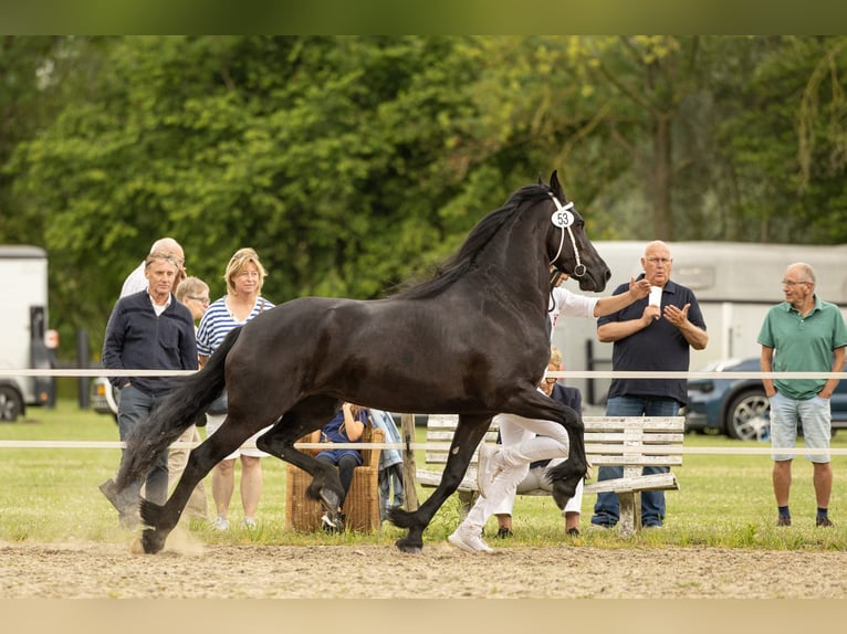 Frisones Yegua 5 años 159 cm Negro in Mijnsheerenland