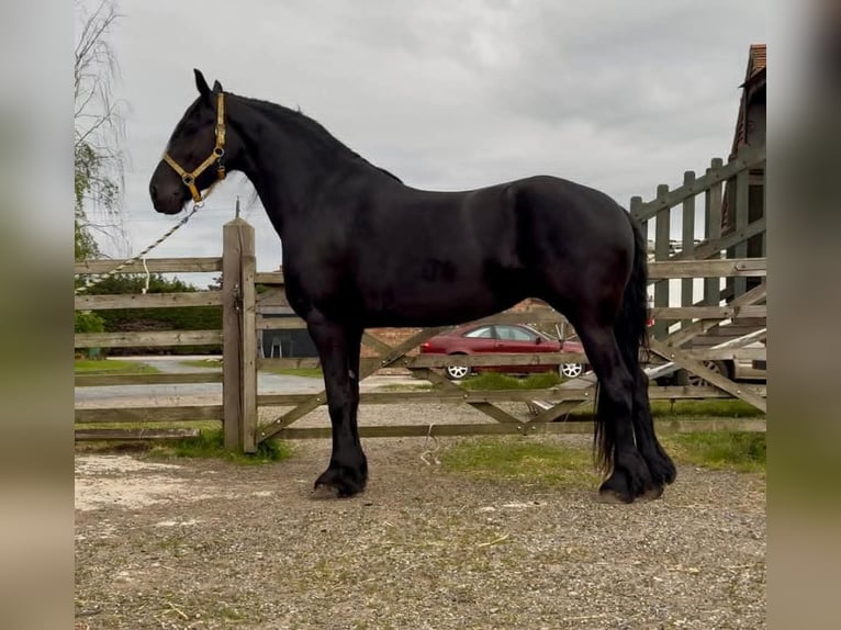 Frisones Yegua 5 años 163 cm Negro in Dublin