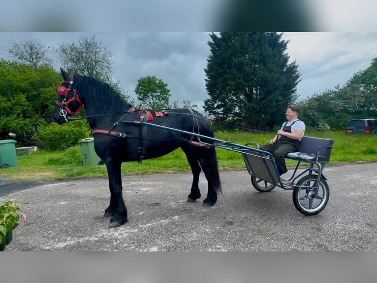 Frisones Yegua 5 años 163 cm Negro in Dublin
