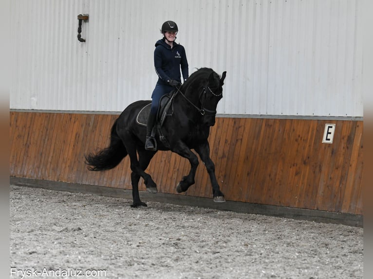 Frisones Yegua 5 años 164 cm Negro in Mijnsheerenland