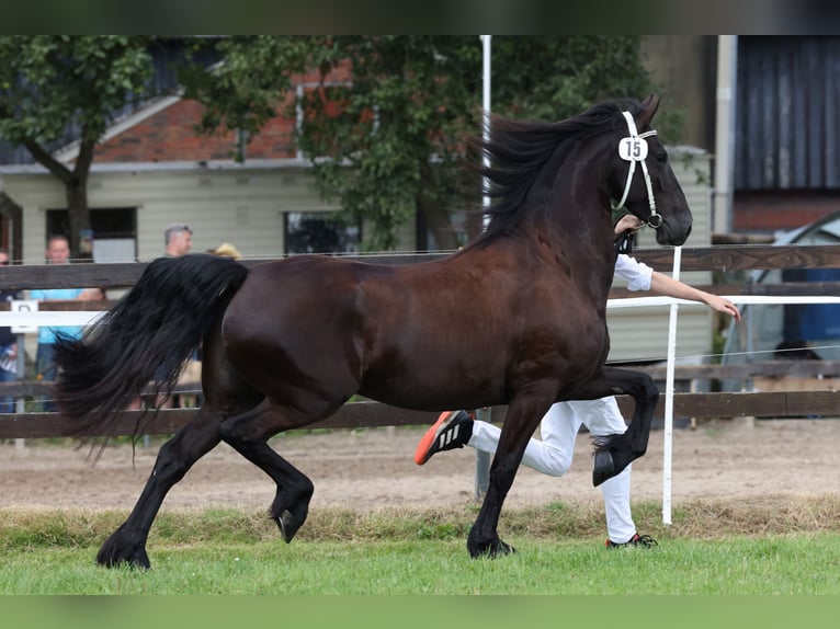 Frisones Yegua 5 años 164 cm Negro in Aldeboarn