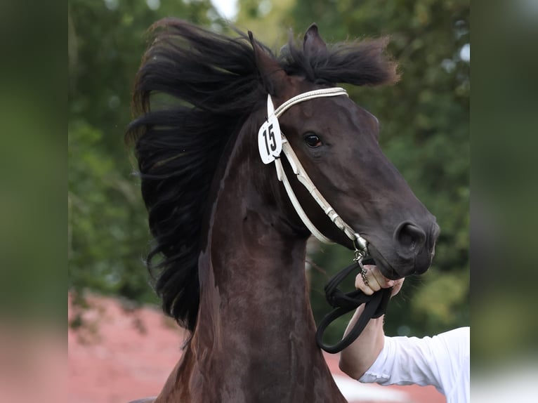 Frisones Yegua 5 años 164 cm Negro in Aldeboarn