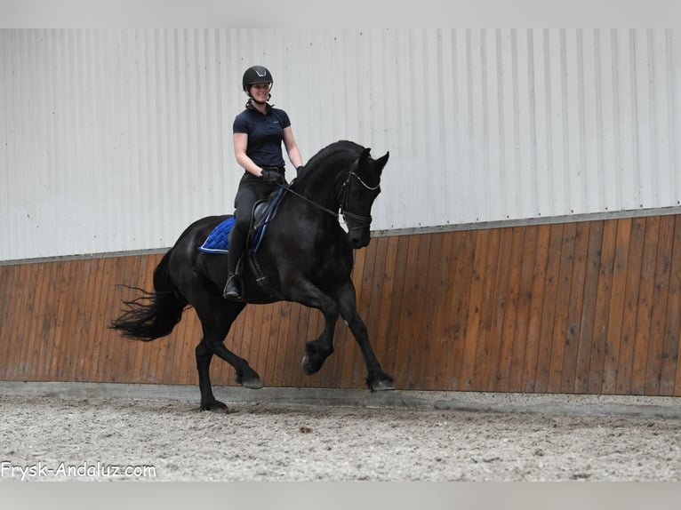 Frisones Yegua 5 años 165 cm Negro in Mijnsheerenland