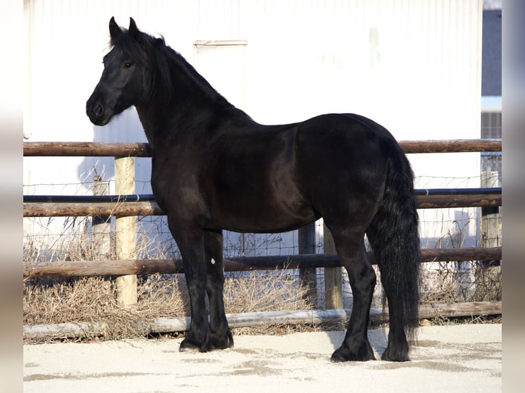 Frisones Yegua 5 años 165 cm Negro in Hamilton, MT