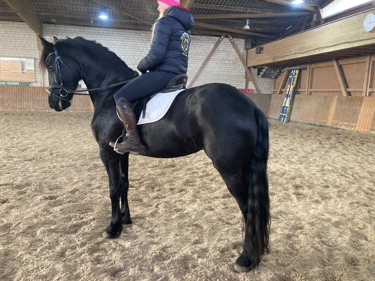 Frisones Yegua 5 años 170 cm Negro in Petersberg