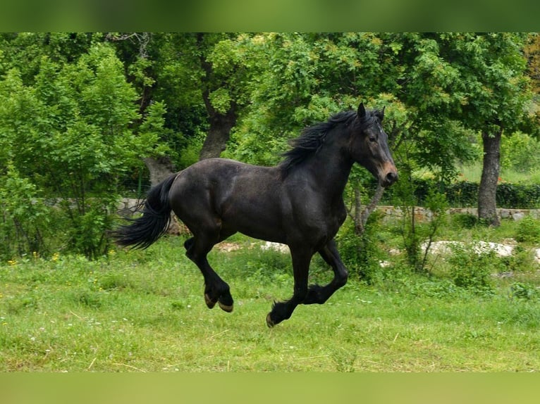Frisones Mestizo Yegua 5 años 171 cm Castaño oscuro in Kamen