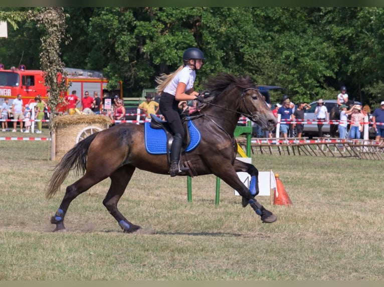 Frisones Mestizo Yegua 5 años 174 cm Negro in Satu Mare, Sanislau
