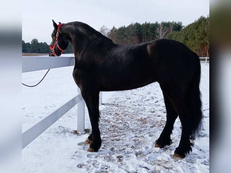 Frisones Yegua 5 años 179 cm Negro in Poświętne