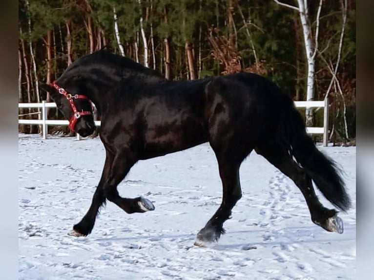 Frisones Yegua 5 años 179 cm Negro in Poświętne