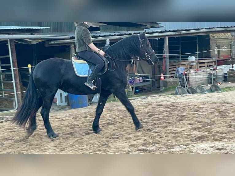 Frisones Mestizo Yegua 6 años 159 cm Negro in Morsbach