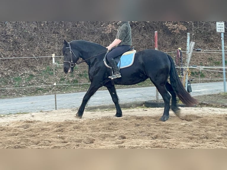 Frisones Mestizo Yegua 6 años 159 cm Negro in Morsbach
