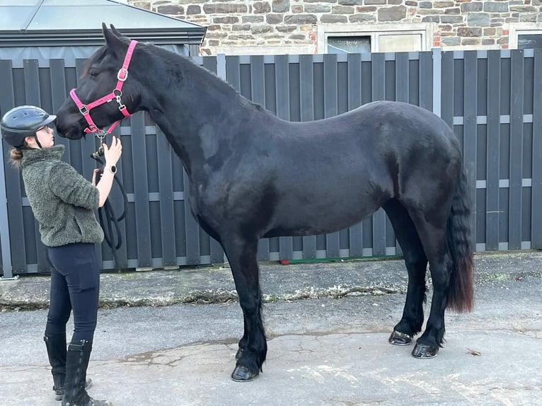 Frisones Mestizo Yegua 6 años 159 cm Negro in Morsbach