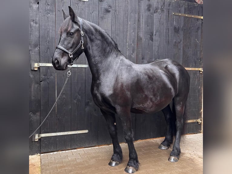 Frisones Yegua 6 años 163 cm Negro in Heinsberg