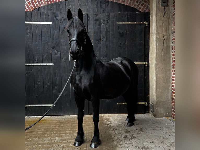 Frisones Yegua 6 años 163 cm Negro in Heinsberg