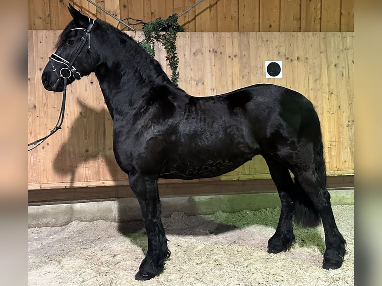 Frisones Yegua 6 años 167 cm Negro in Riedlingen