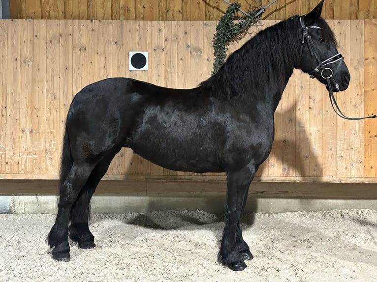 Frisones Yegua 6 años 167 cm Negro in Riedlingen