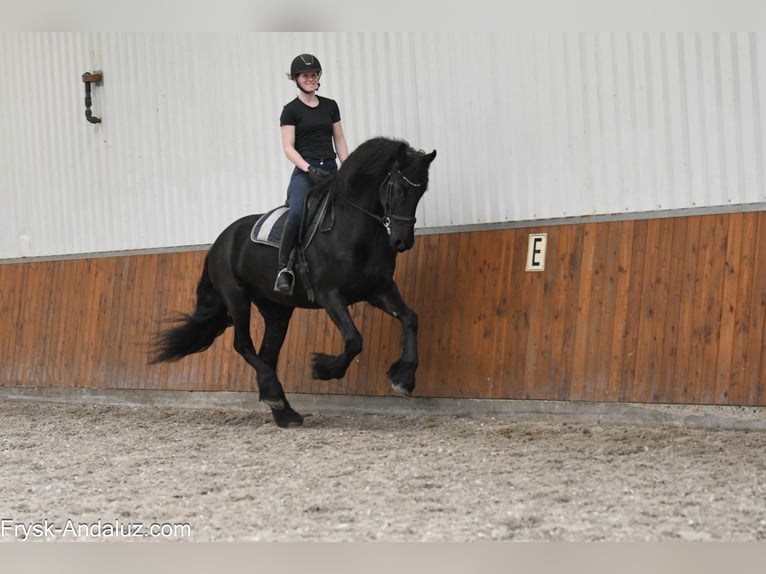 Frisones Yegua 6 años 168 cm Negro in Mijnsheerenland