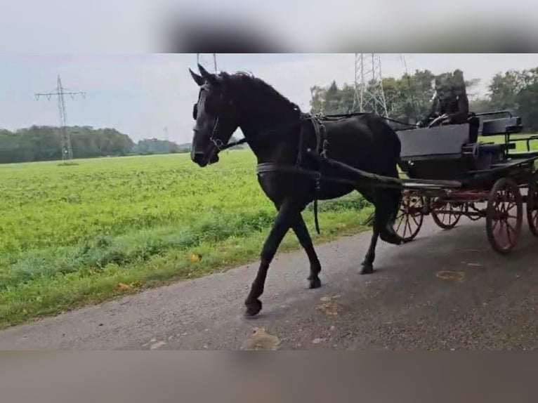 Frisones Mestizo Yegua 6 años 169 cm Negro in Münster