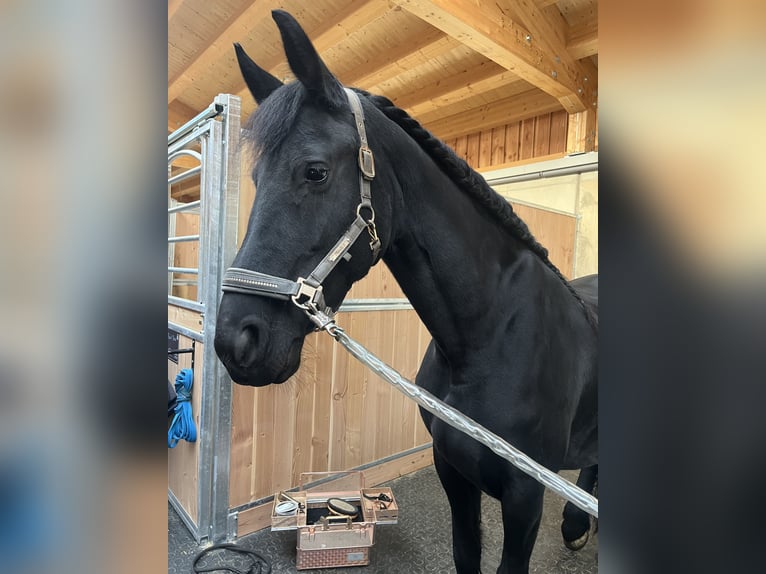 Frisones Yegua 7 años 164 cm Negro in Tegernsee