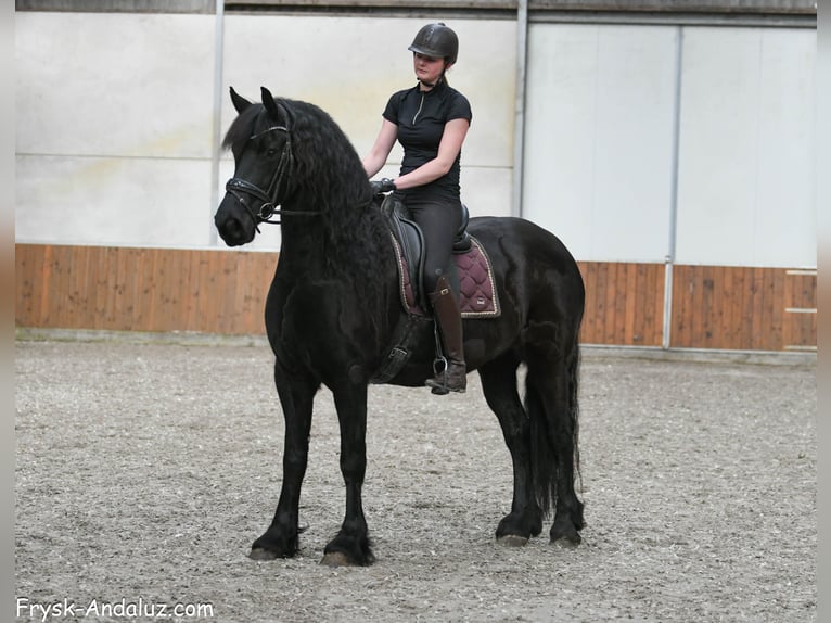 Frisones Yegua 7 años 165 cm Negro in Mijnsheerenland