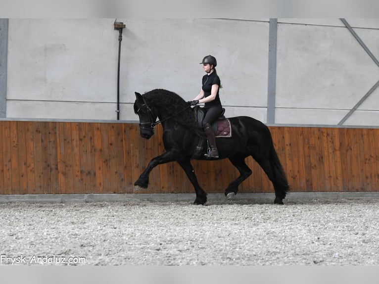 Frisones Yegua 7 años 165 cm Negro in Mijnsheerenland