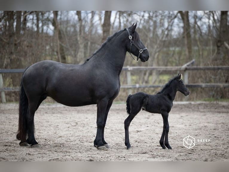 Frisones Yegua 7 años 165 cm Negro in Drouwenermond