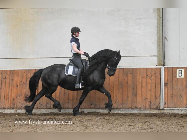 Frisones Yegua 7 años 165 cm Negro in Mijnsheerenland