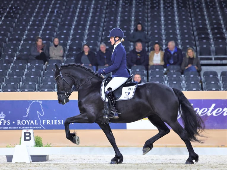 Frisones Yegua 7 años 165 cm Negro in Meinerzhagen