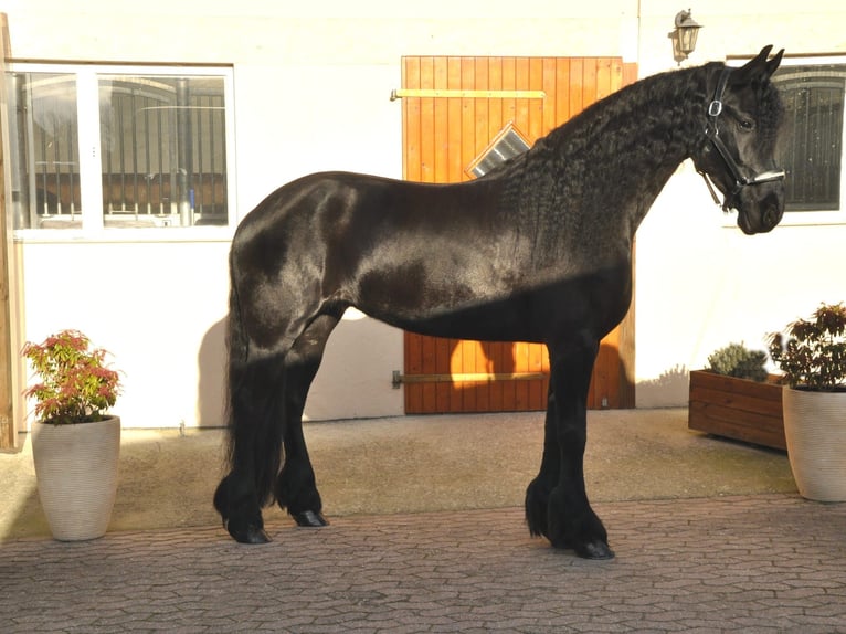 Frisones Yegua 7 años 167 cm Negro in Ochtendung
