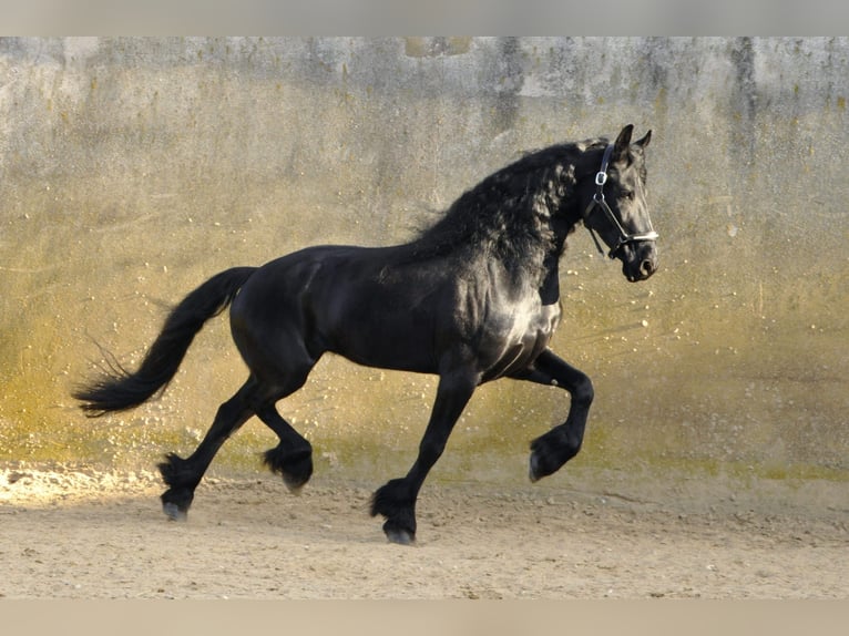 Frisones Yegua 7 años 167 cm Negro in Ochtendung