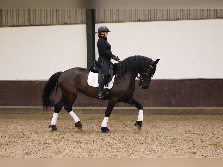 Frisones Yegua 7 años 168 cm Negro in Zuid-Beijerland