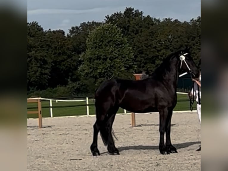 Frisones Yegua 7 años 174 cm Negro in Drachten