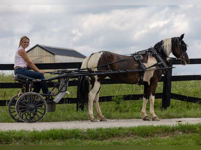 Frisones Mestizo Yegua 8 años 142 cm in Ewing, KY