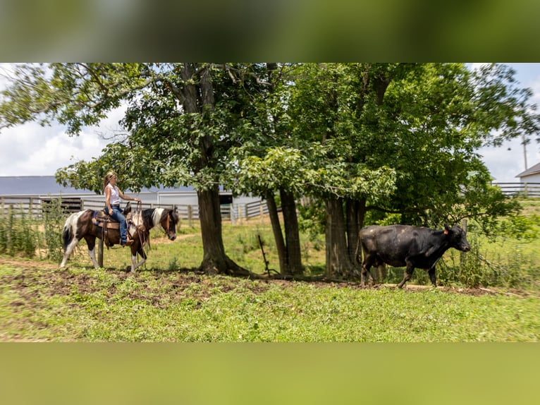 Frisones Mestizo Yegua 8 años 142 cm in Ewing, KY