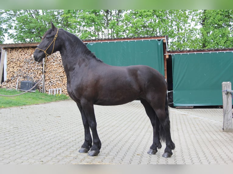 Frisones Yegua 8 años 163 cm Negro in Marienberg