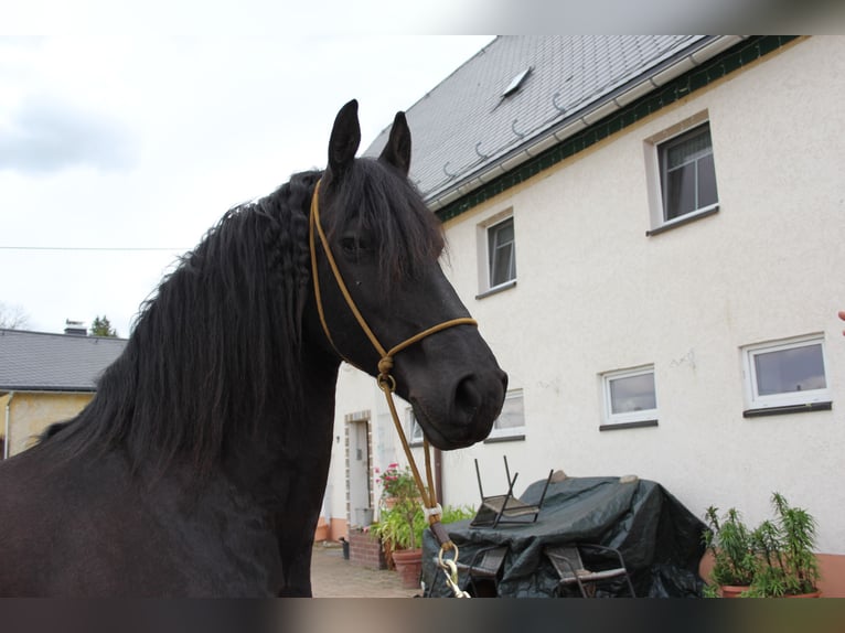 Frisones Yegua 8 años 163 cm Negro in Marienberg