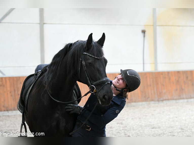 Frisones Yegua 8 años 165 cm Negro in Mijnsheerenland