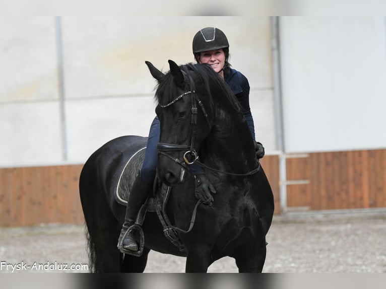 Frisones Yegua 8 años 165 cm Negro in Mijnsheerenland