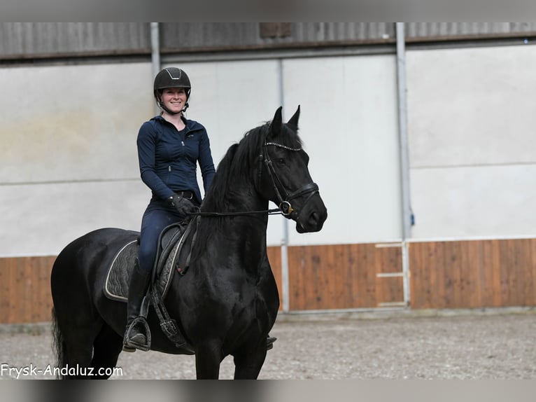 Frisones Yegua 8 años 165 cm Negro in Mijnsheerenland